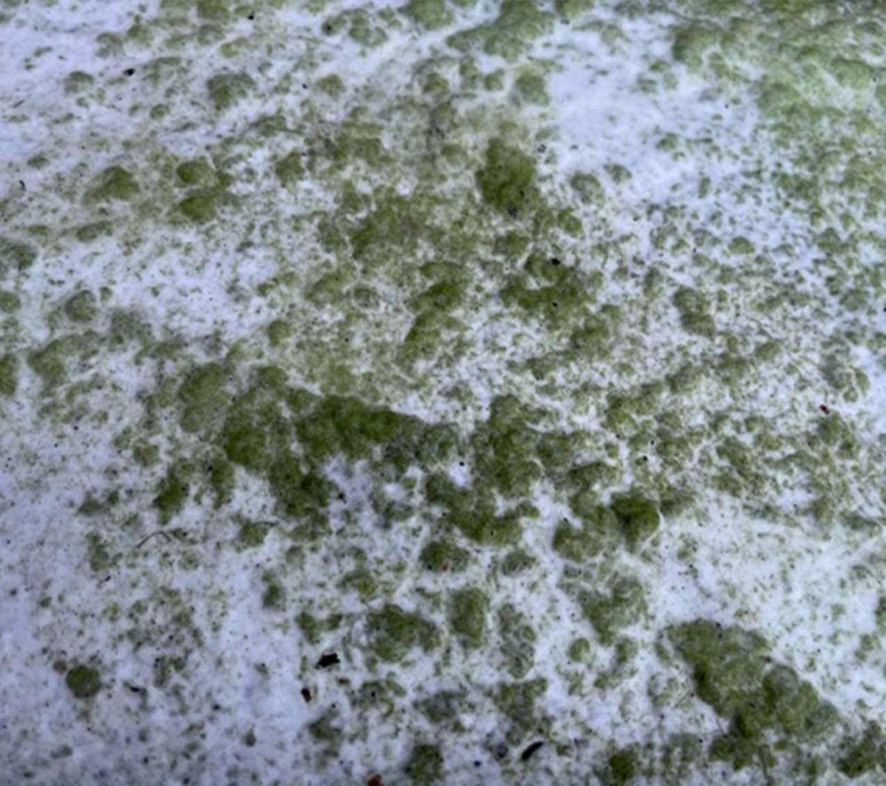 OxiWash Pro - Image 5